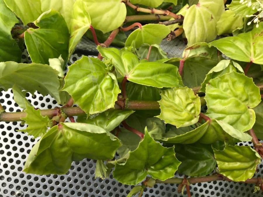 Begonia 20