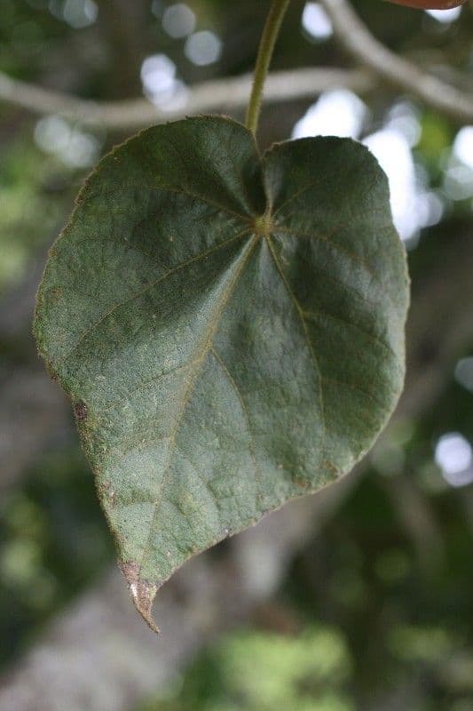Dombeya 12