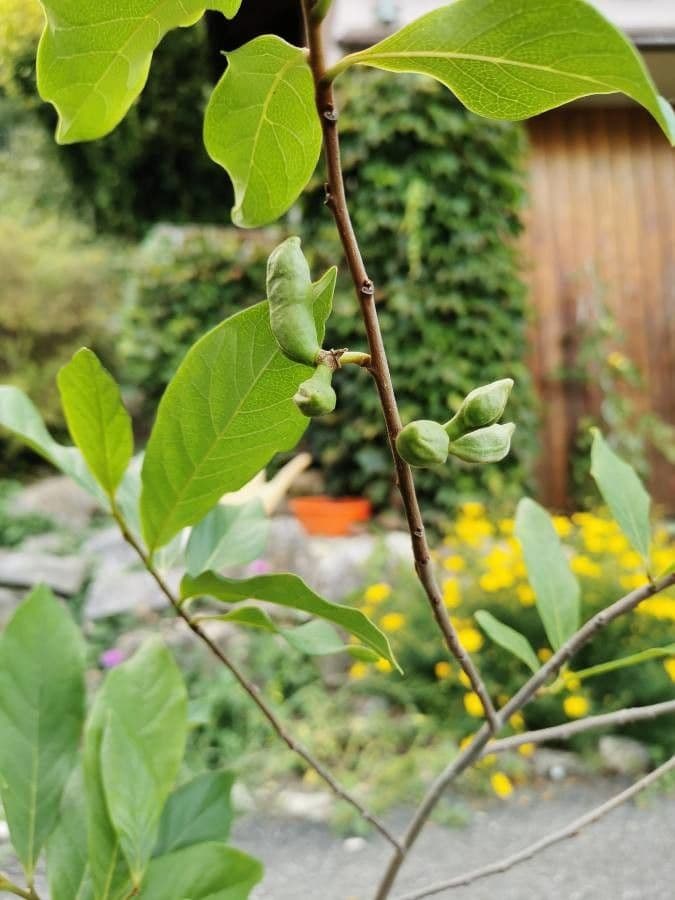 Kleinblütige Papau 3