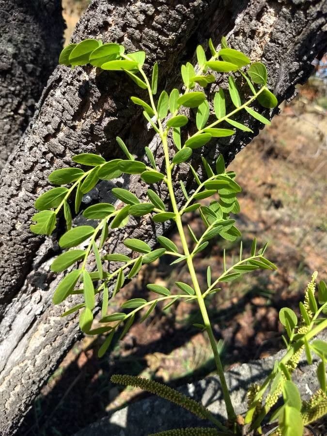 Stryphnodendron 6