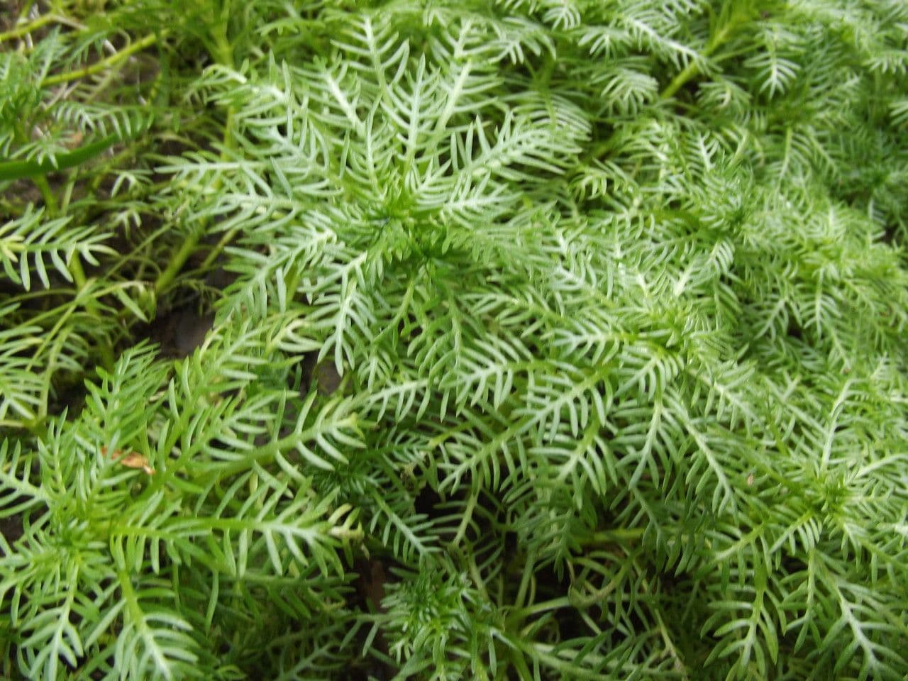 Erba scopina 20