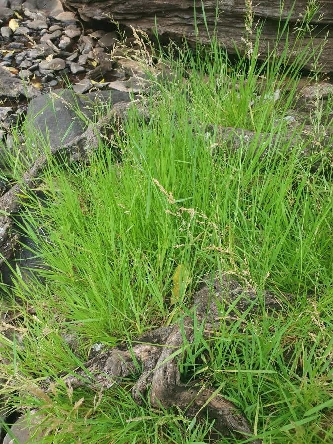 Leersia hexandra 9