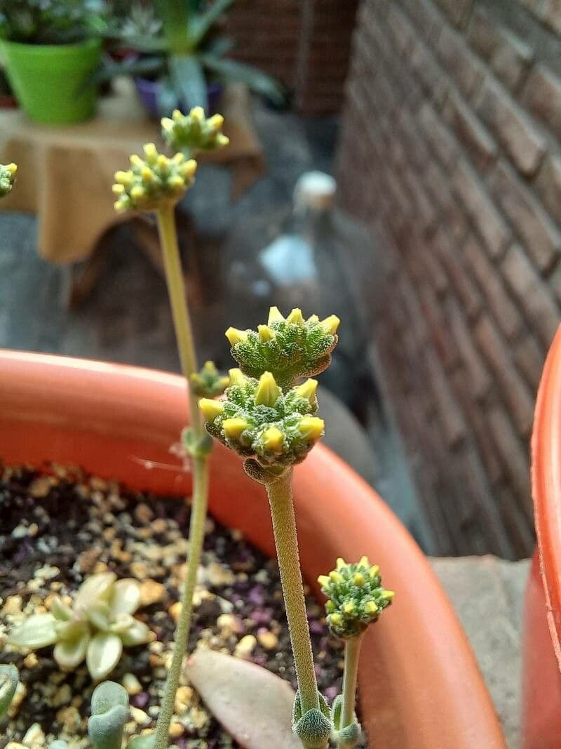 Crassula