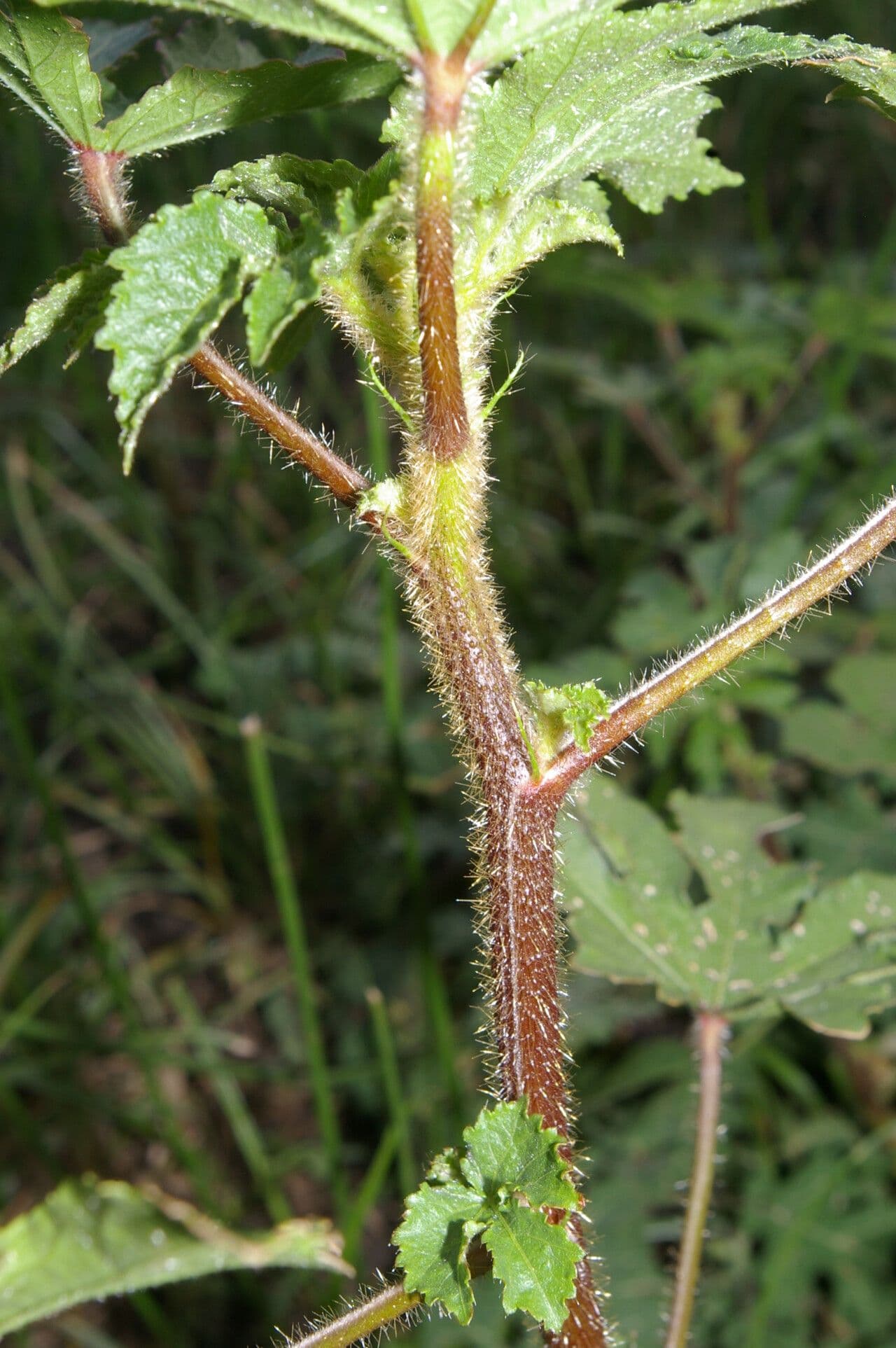 Malachra radiata 6