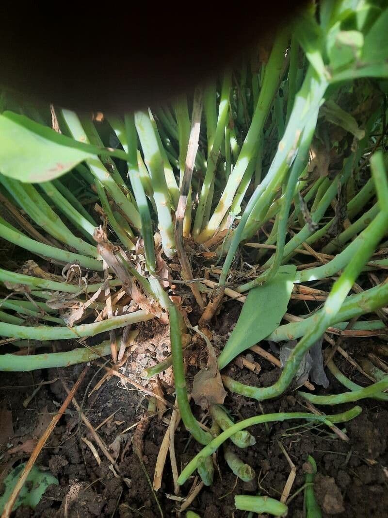 Sedum espectacular 17