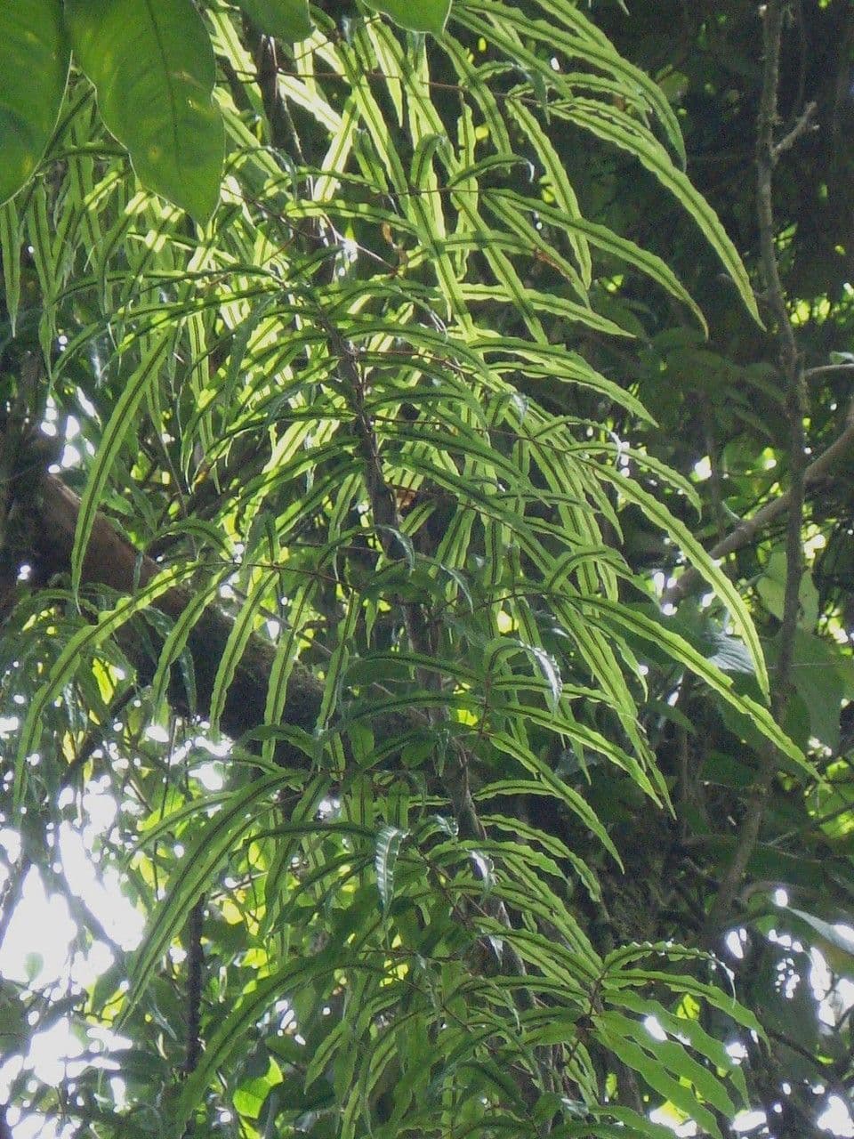 Salpichlaena 4