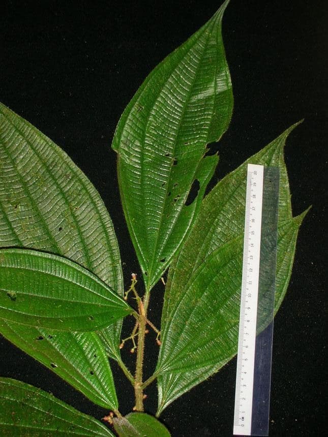 Miconia 12