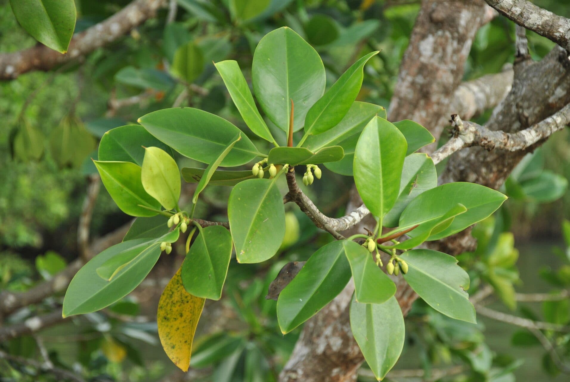 Rhizophora 14