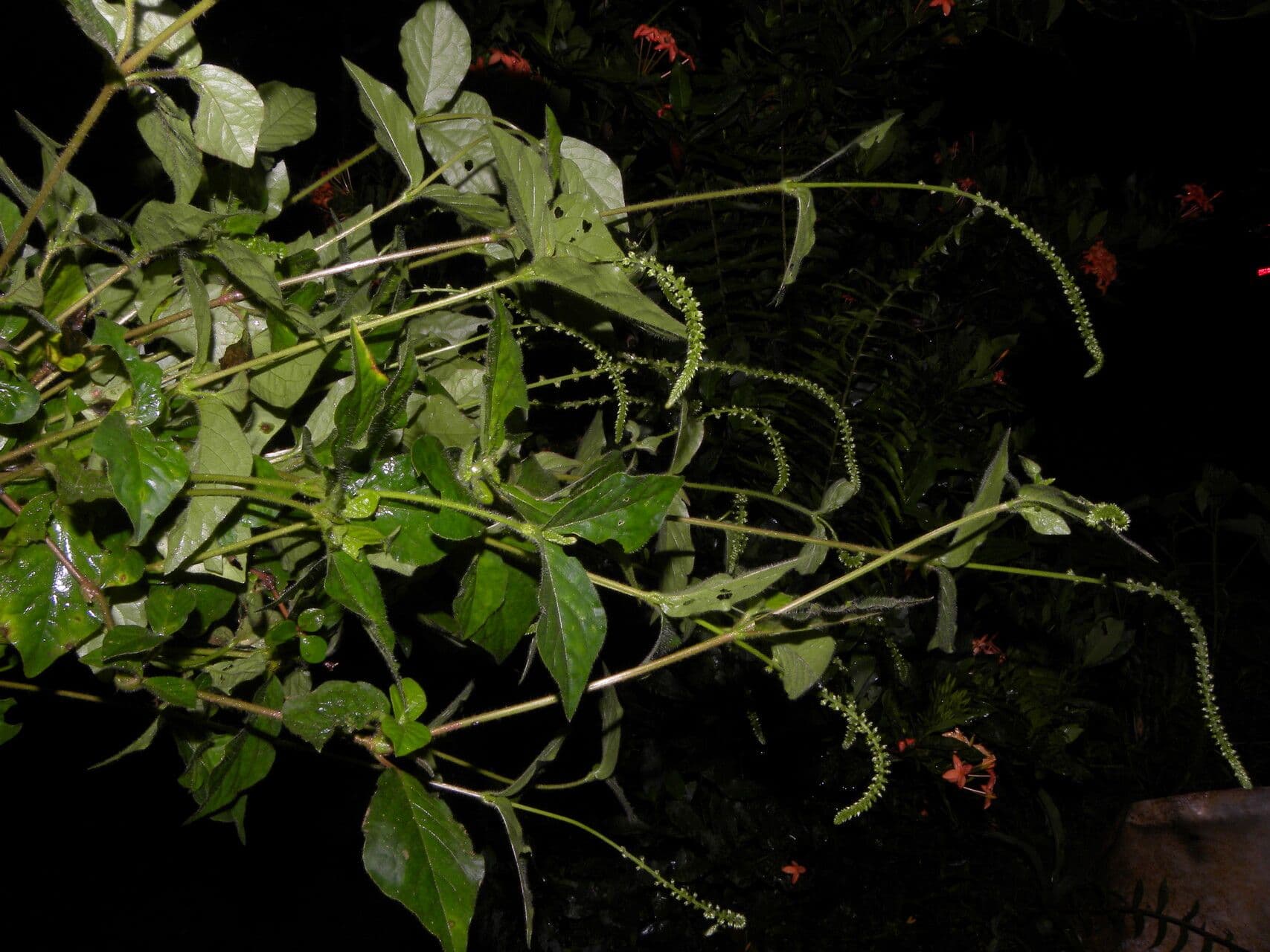 Cyathula prostrata 9