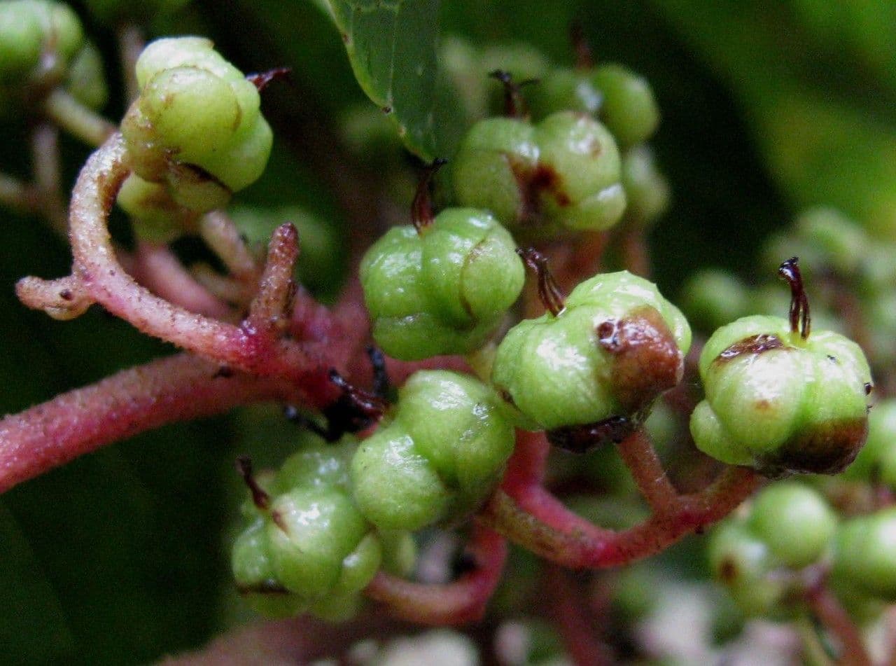Saurauia