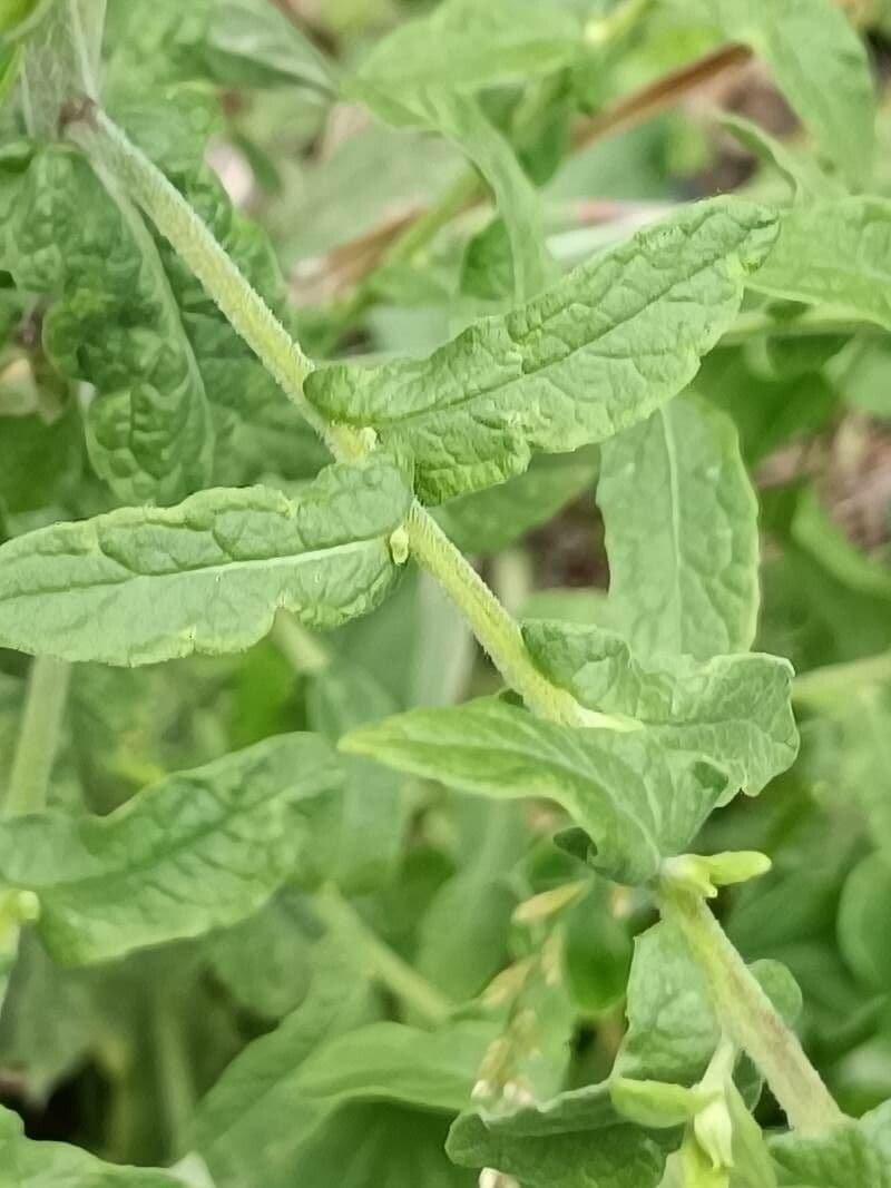 Pulicaria dysenterica 13