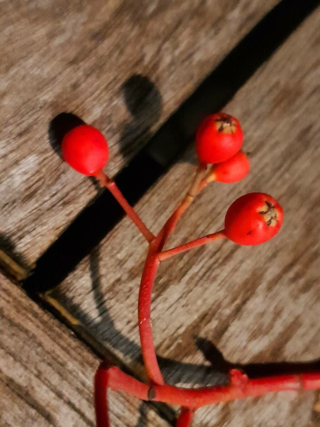 Photinia serrata 2