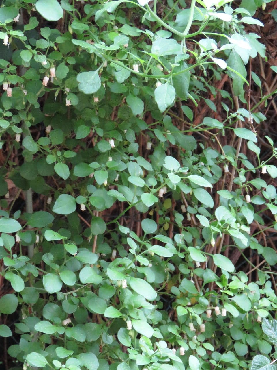 Salpichroa origanifolia 11