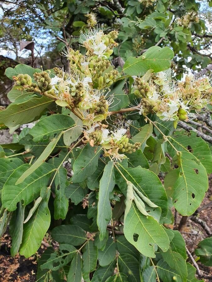 Maranthes 4