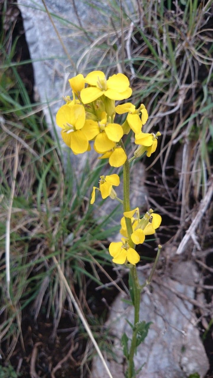 Draba 2