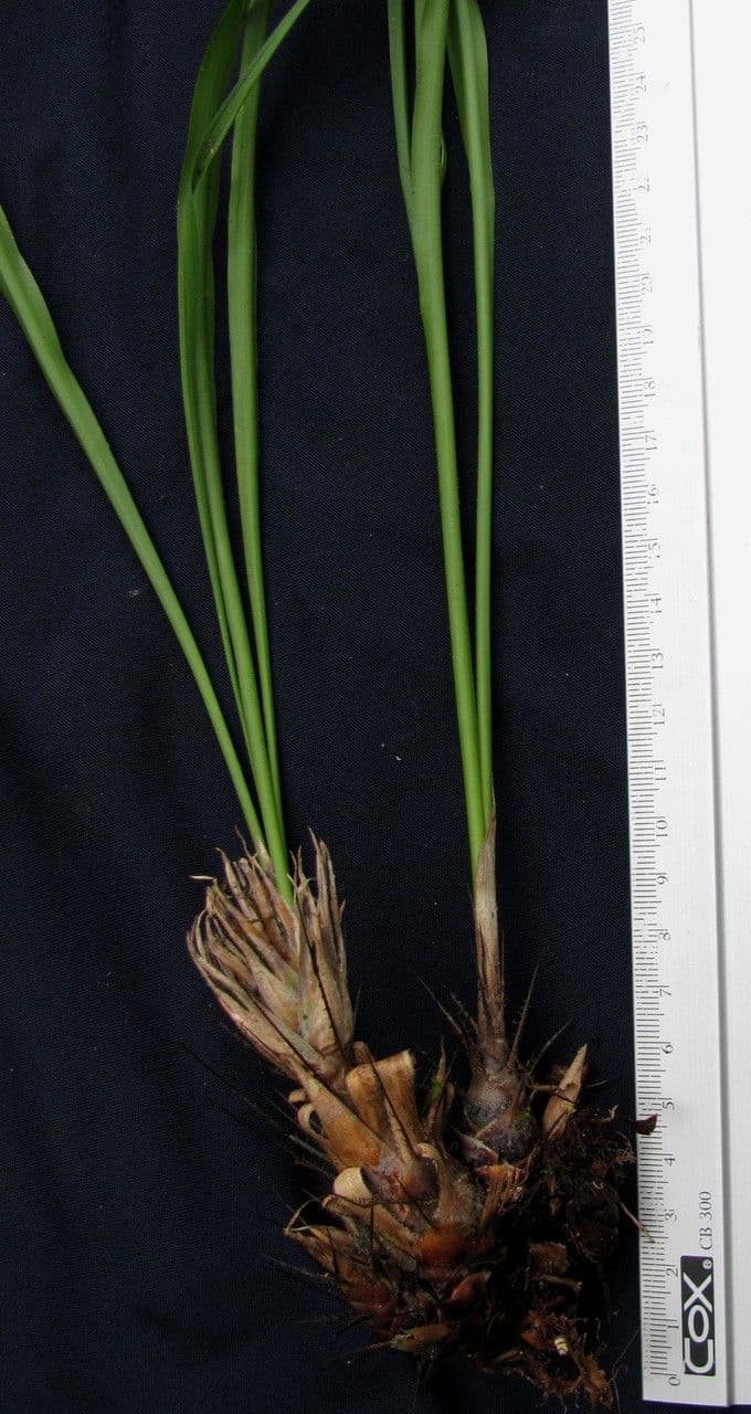 Pitcairnia 9