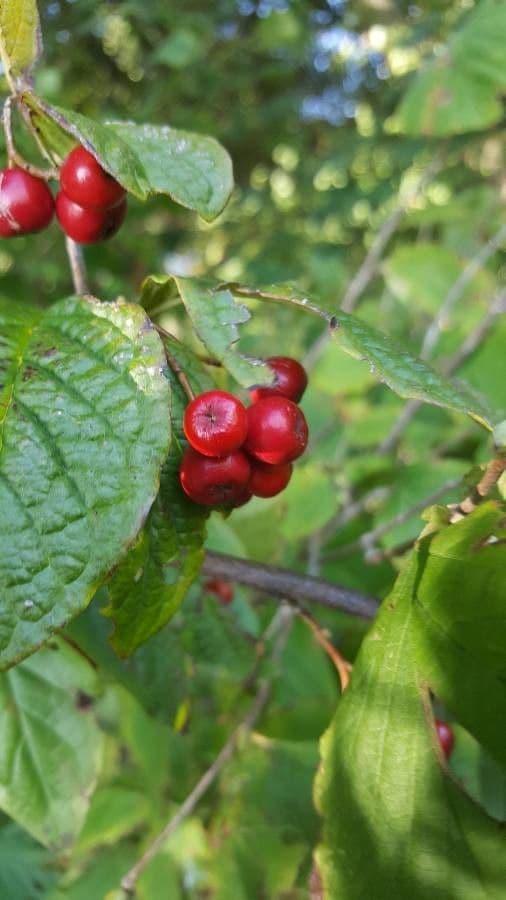 Cotonéaster 5