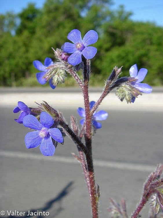 Buglossoides azzurra 2