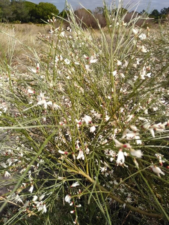 Rhamnus 13