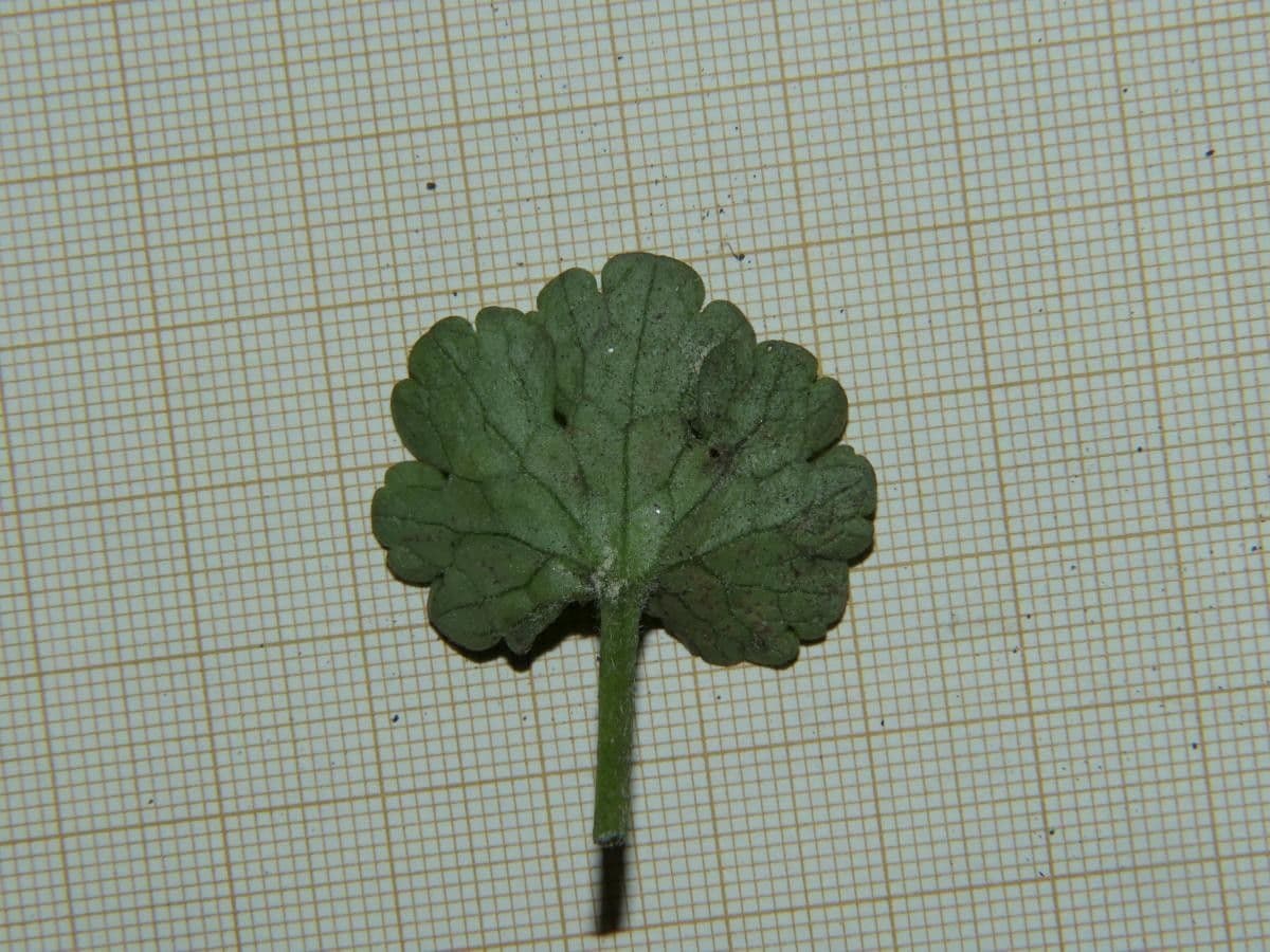 Ranuncolo 9