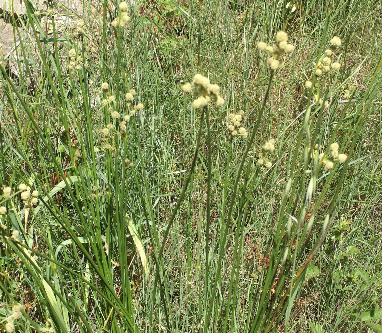 Kugelbinse 13
