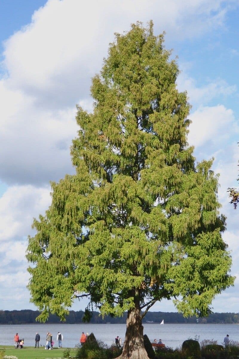 Sequoia della aurora 13