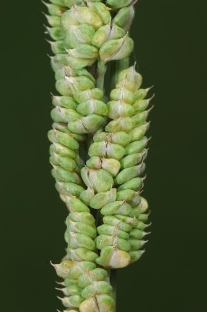 Beckmannia syzigachne 3