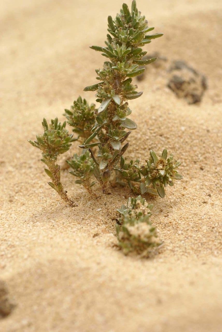 Ifloga spicata 8