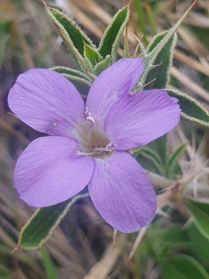 Barleria