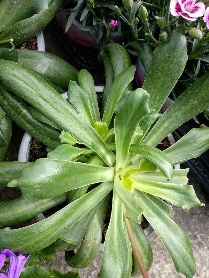 Lewisia cotyledon 16