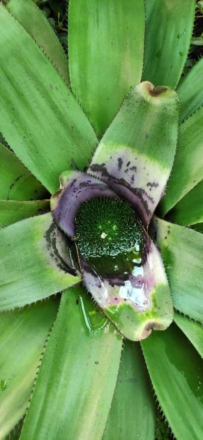 Neoregelia 6
