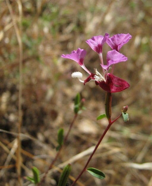 Clarkia