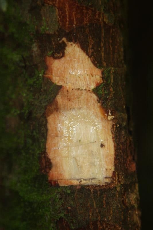 Pouteria venosa 7