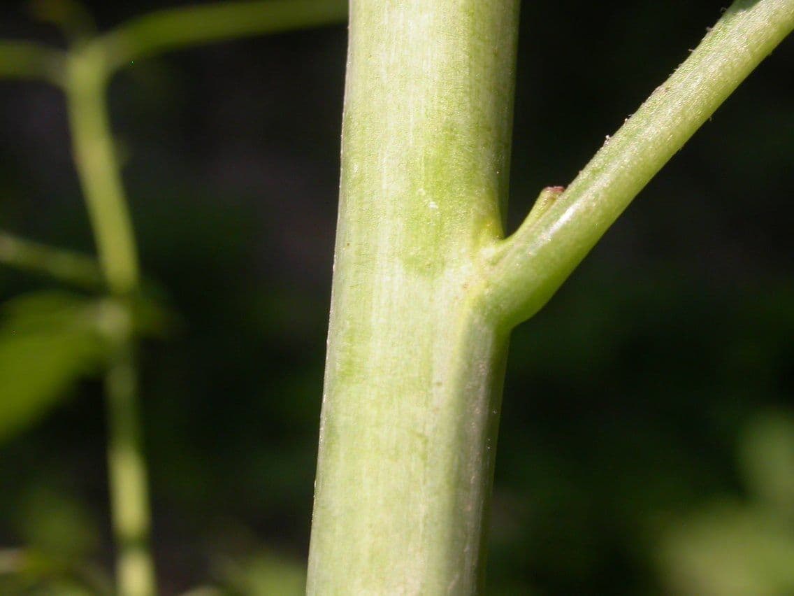 Aureolaria 16