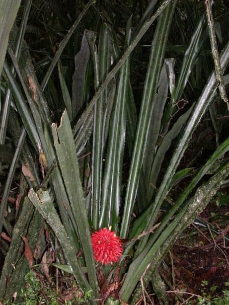 Aechmea 9