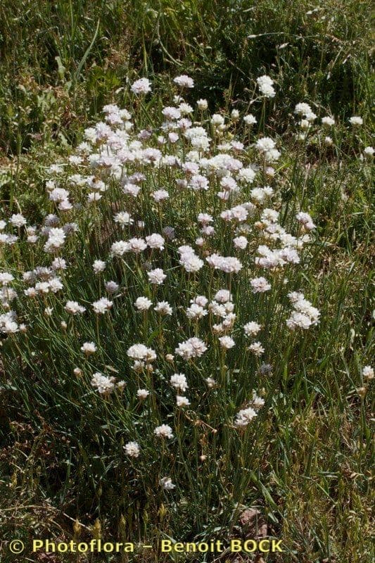 Armeria 2