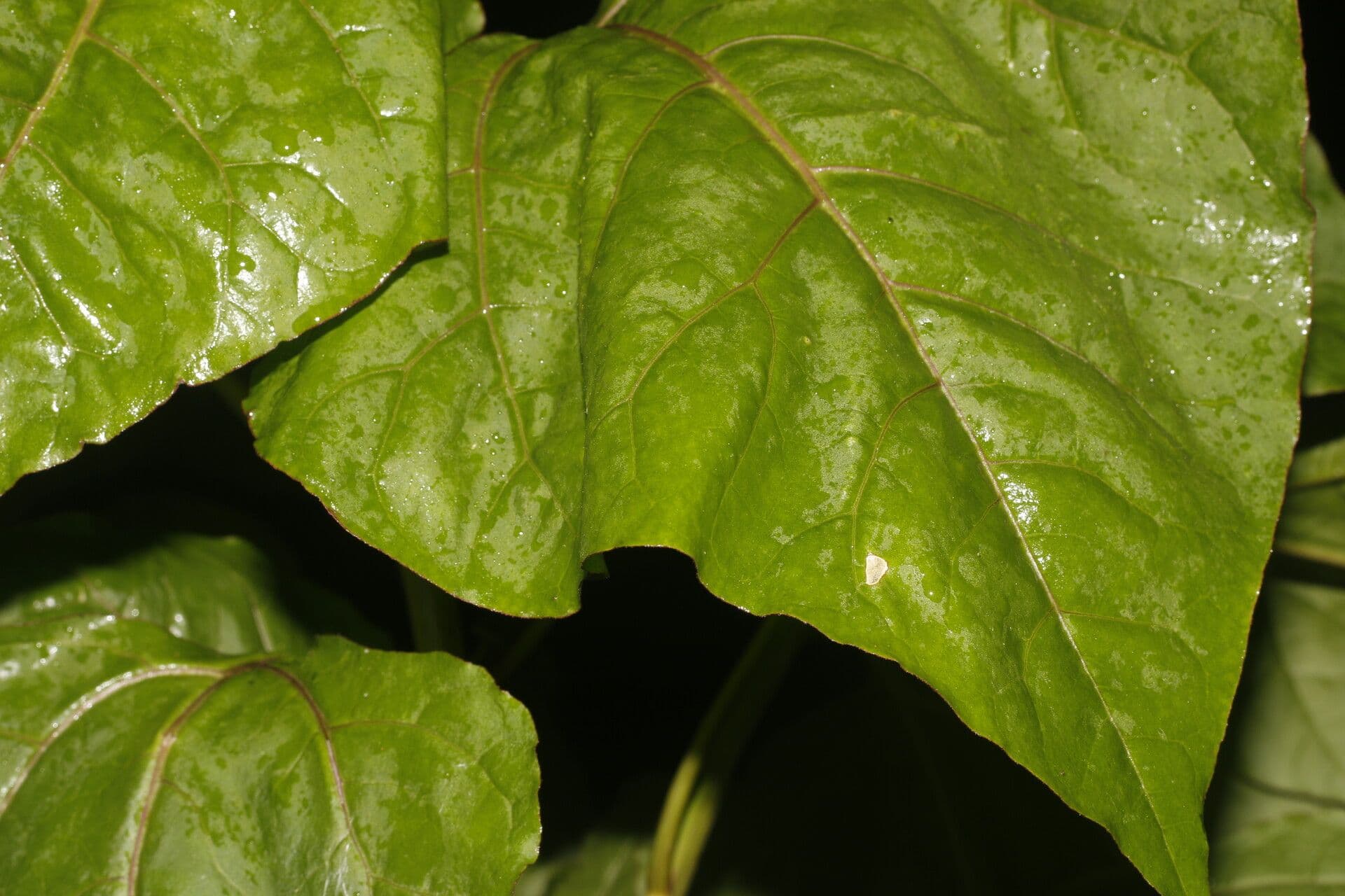Salpianthus 3