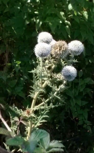 Great globe thistle 15