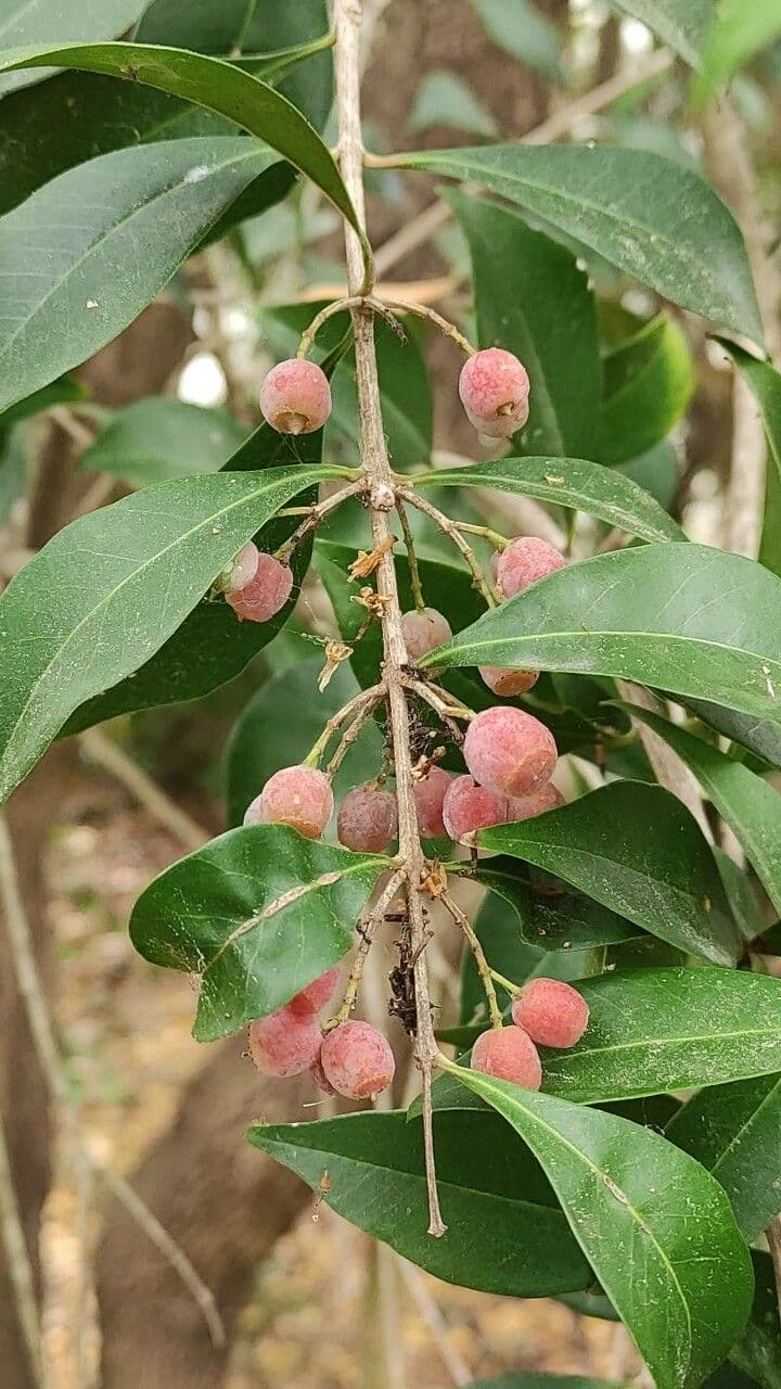 Olinia ventosa 2