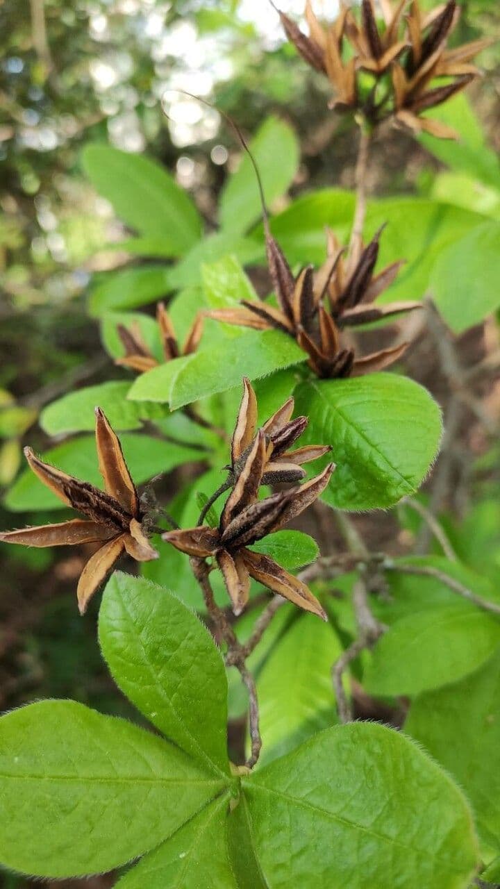 Azalea precoce