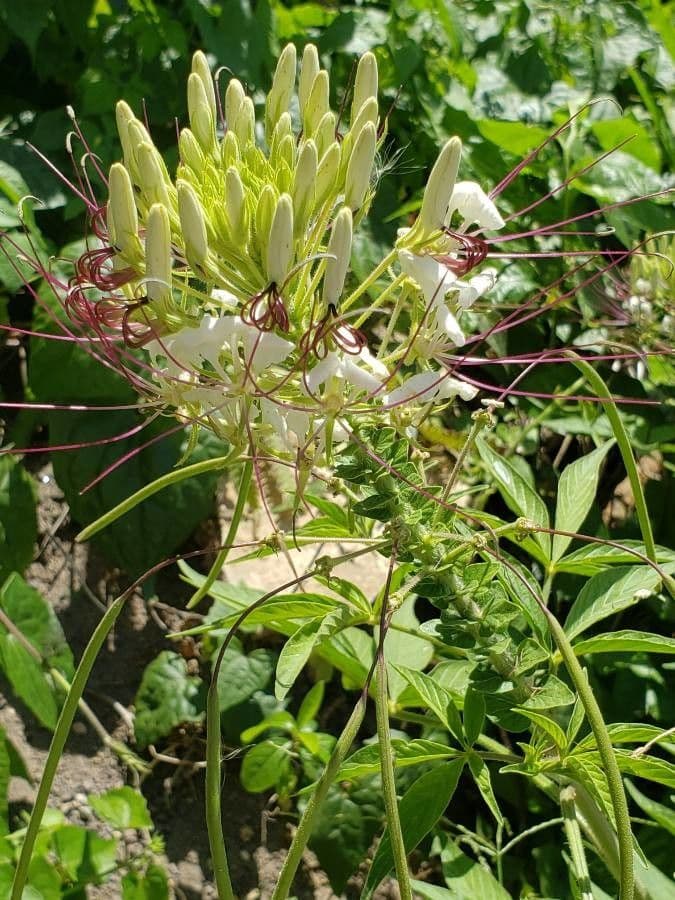 Cleome 26