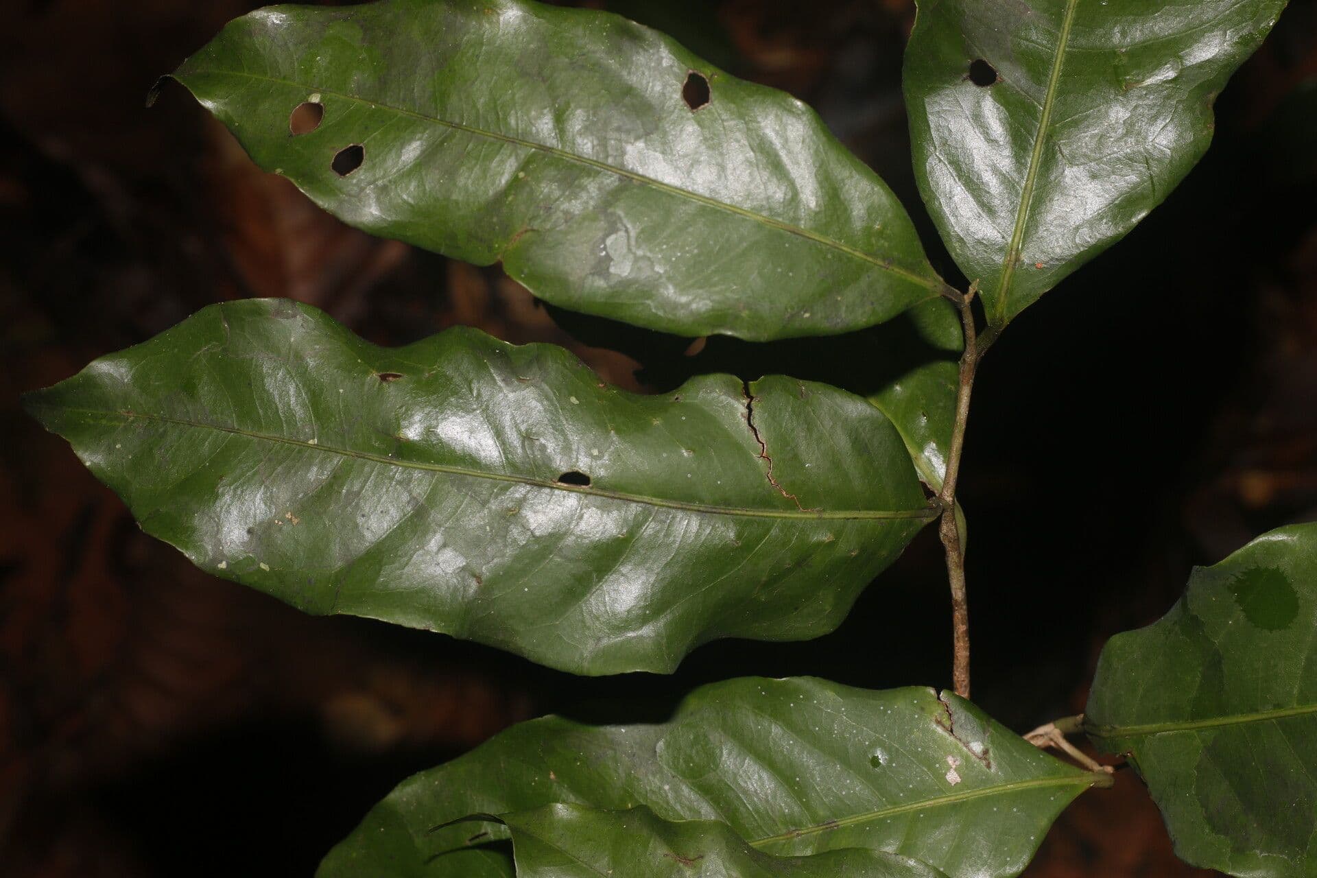 Eschweilera biflora 6