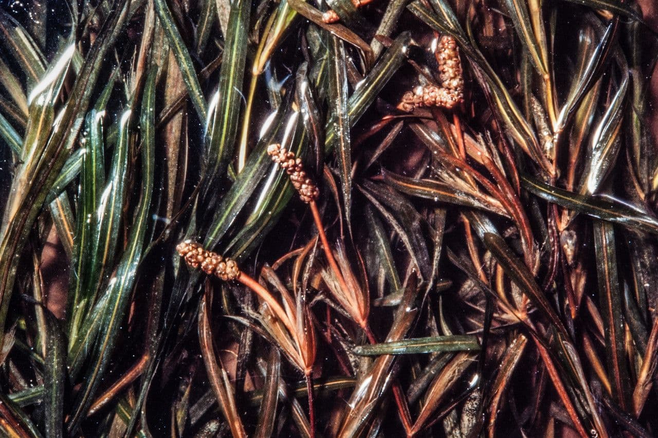 Potamogeton compresso