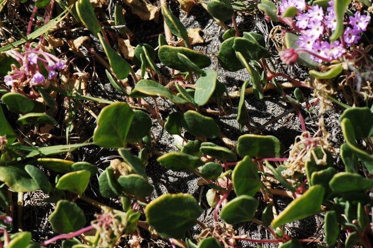 Abronia umbellata 11