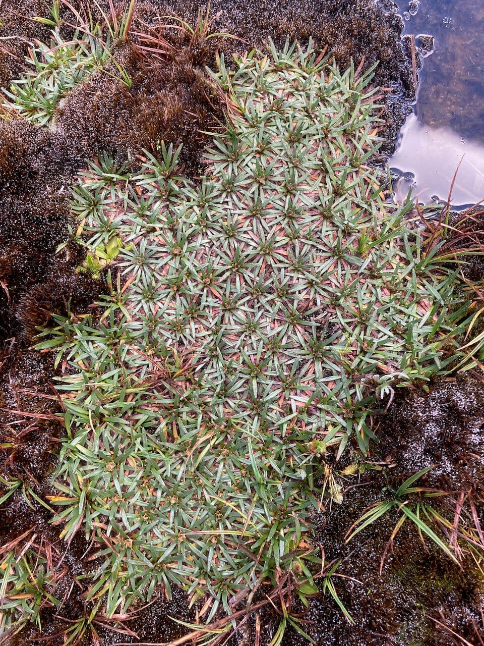 Plantago rigida 5