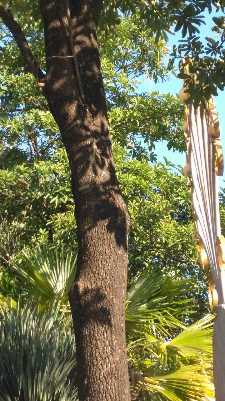Alstonia 23