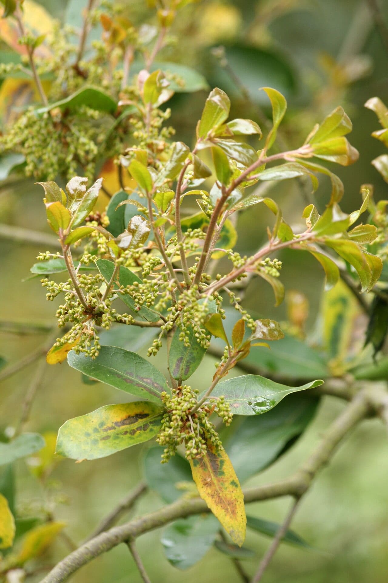 Quercia