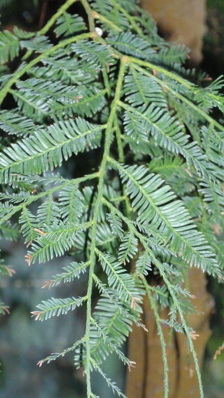 Falcate falciforme