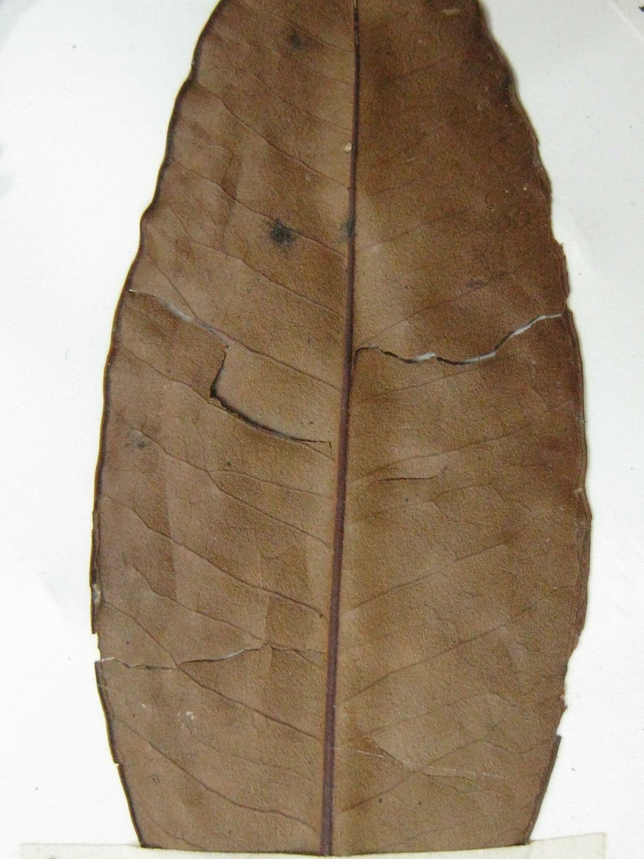 Großblütige Mouriri 6
