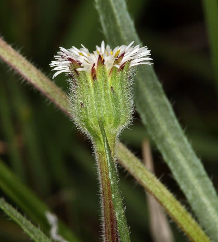 Erigeron a raggi corti 2